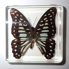 Common Jay Butterfly Specimen in Clear Acrylic Block Education Aid DBTN