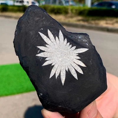 217G Natural Chrysanthemum Stone Quartz Carving Halo Treatment Gift - Image 1 of 4