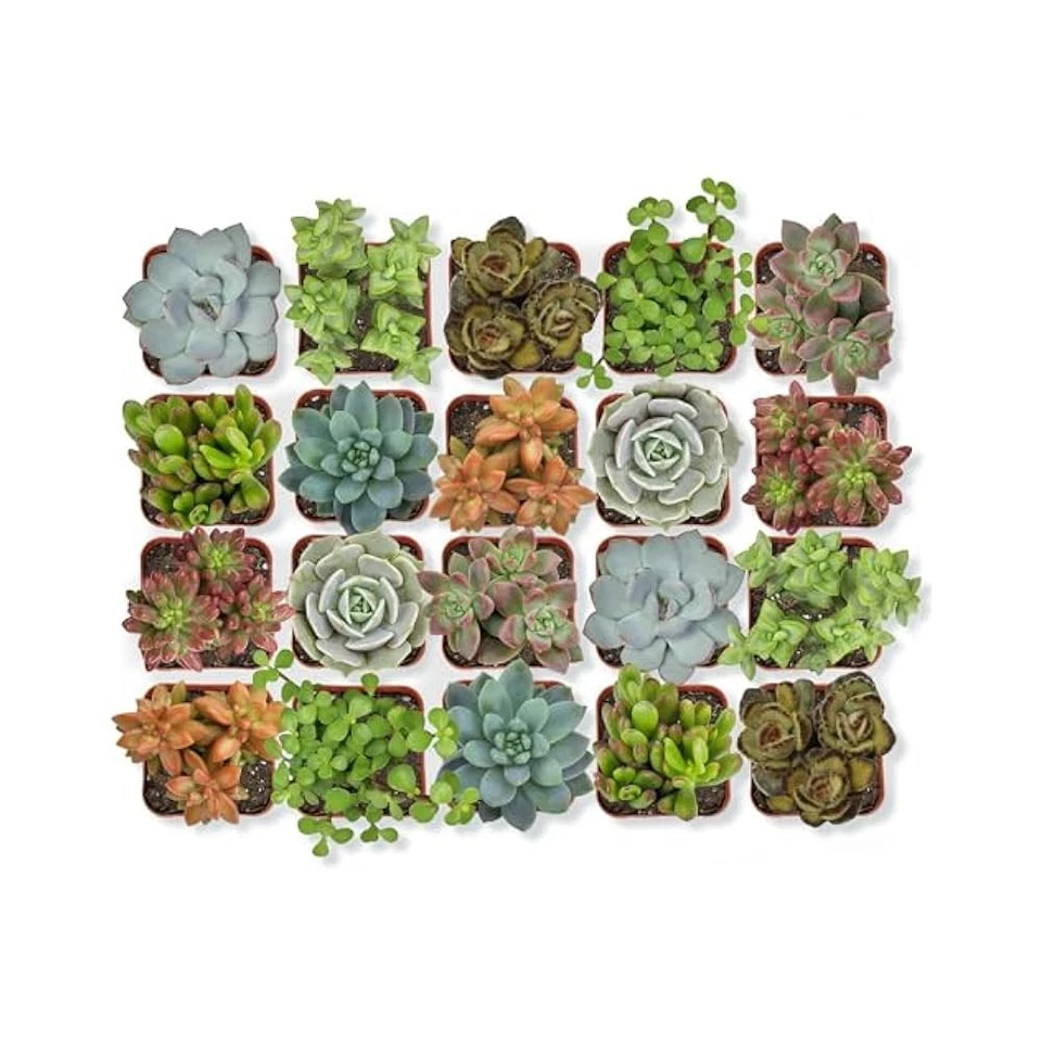 Live Succulent Plants 20 Pack - Assorted Potted Indoor Plants in Planter Pots - Image 1 of 4