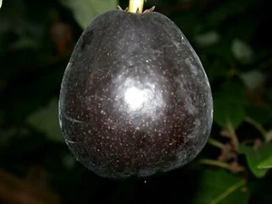 MEXICOLA AVOCADO PLANT-VERY RARE-GRAFTED AVOCADO FRUIT TREE-GARDEN PLANT & SHRUB - Picture 1 of 6