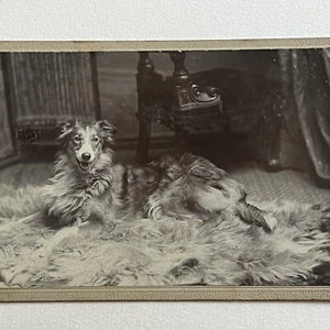Antique Cabinet Card Photograph Beautiful Happy Collie Dog On Fur Rug London UK - Picture 1 of 9