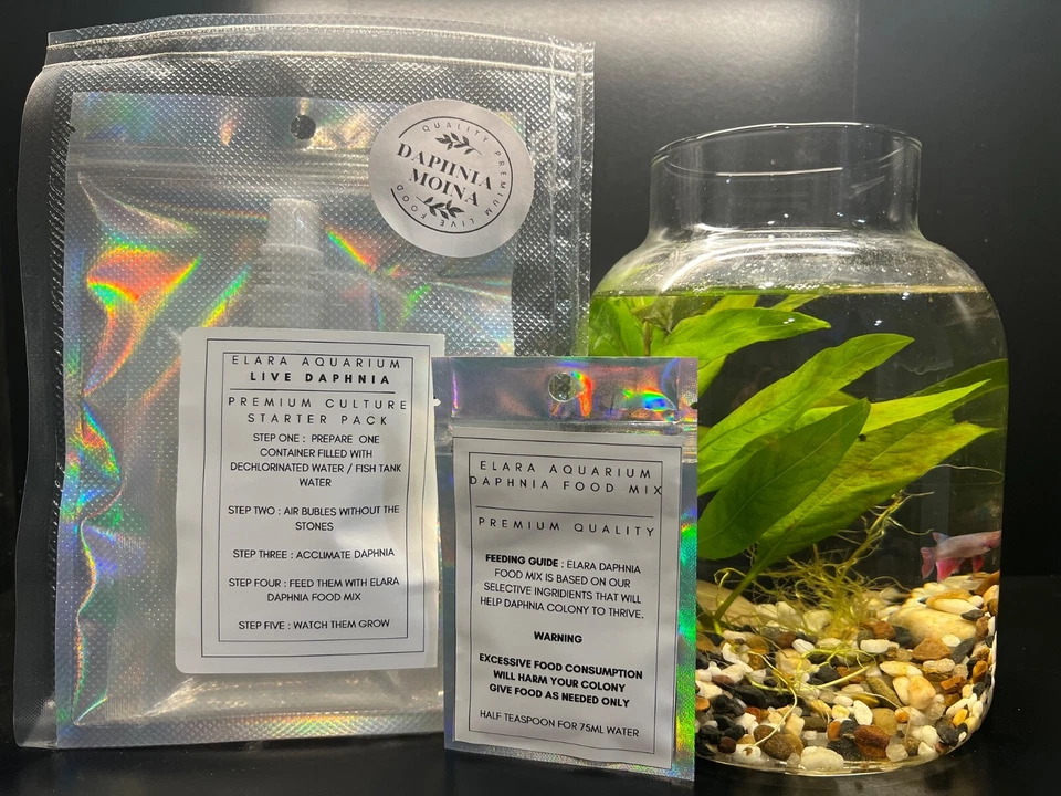 Live Daphnia (Moina) - Starter culture With Food - premium quality - image 1 of 1