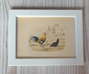 1852 Lithographie Kunstdruck Holzstich Vogel Hahn Engraving Antik Passepartout - Bild 1 von 8