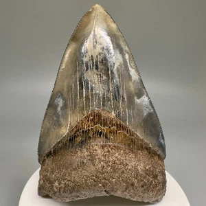 Stunning Coloration 3.32" Fossil MEGALODON Shark Tooth - Georgia - Picture 1 of 8