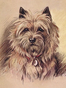 CAIRN TERRIER BEZAUBERNDER HUND GRUSS NOTIZKARTE SCHÖNE KOPFSTUDIE - Bild 1 von 1