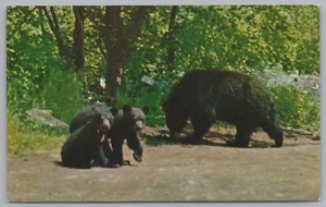 Tarjeta postal de colección A Mother Bear And Her Cubs, Baxter State Park, Maine, EE. UU., - Imagen 1 de 2