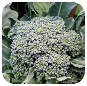 Calabrese F1 'Marathon' Broccoli Mini Plug Plants x 12 'Grow Your Own' - Picture 1 of 4