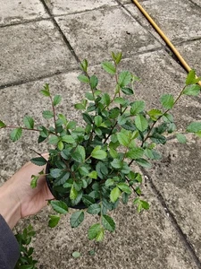 Chinese Elm Ulmus parvifolia Bonsai Starter Beginner Indoor Outdoor Uses in 9cm - Picture 1 of 4