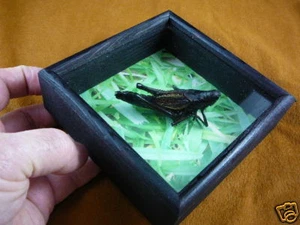 BUG-4 South Eastern Lubber Grasshopper real insect specimen - Picture 1 of 2