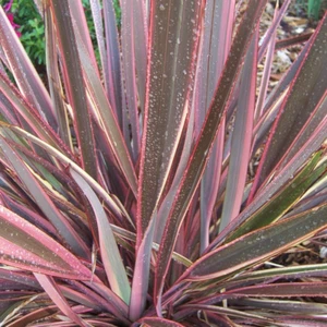 Phormium tenax 'Sundowner' Evergreen Hardy Compact Garden Shrub Plant | 9cm Pot - Picture 1 of 7