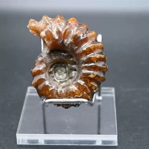 Natural Ammonite Fossil Conch quartz Crystal Specimen Healing 100g+ - Picture 1 of 11