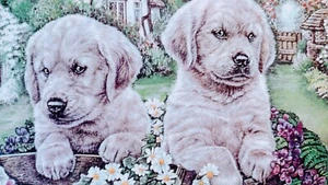 POSTAL DE COLECCIÓN NORTH SHORE ANIMAL LIGA (PERROS ABANDONADOS) - Imagen 1 de 12