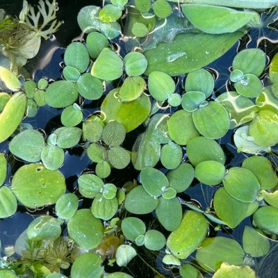 Dwarf Lettuce Floaters - Water Garden Plants - Image 1 of 2