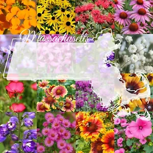 1/4 Pound Massachusetts Bulk Wildflower Seed Mix (Northeast Varieties) 500 sq-ft - Picture 1 of 7