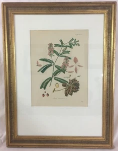 Indisches Süßholz 1880er Jahre Farblithographie professionell gerahmt Abrus Precatorius - Bild 1 von 12
