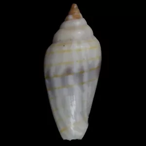 MITRA (Imbricaria) CONULARIS (Olango Isl., Philippines) 17.3mm #47617 - Picture 1 of 3