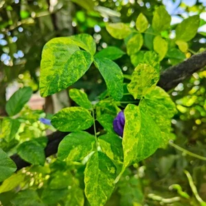 30 Seeds Variegated Butterfly Pea Flower Clitoria ternatea, Best exotic Plant - Picture 1 of 11