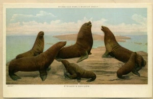 WI~WISCONSIN~MILWAUKEE~WASHINGTON PUBLIC MUSEUM GROUP~STELLER'S SEA LEON~C.1920 - Imagen 1 de 2