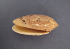 Oliva Mantichora 50,4 mm Gem Madagascar " Beau spécimen "
