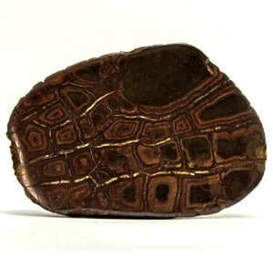 565G UNIQUE PATTERN Natural Dragons Stone Septarian Polished Nodule Iron - Picture 1 of 9