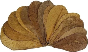 30 Indian Almond Leaves | Dried Catappa Ketapang for Betta Fish Shrimp Aquarium - Picture 1 of 6
