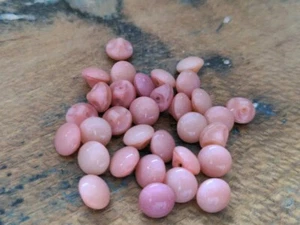 ♥Nr.2-Alte Glasknöpfe Puppenknöpfe Kugelknöpfe 14 Stück rosa 8 mm♥ - Picture 1 of 1
