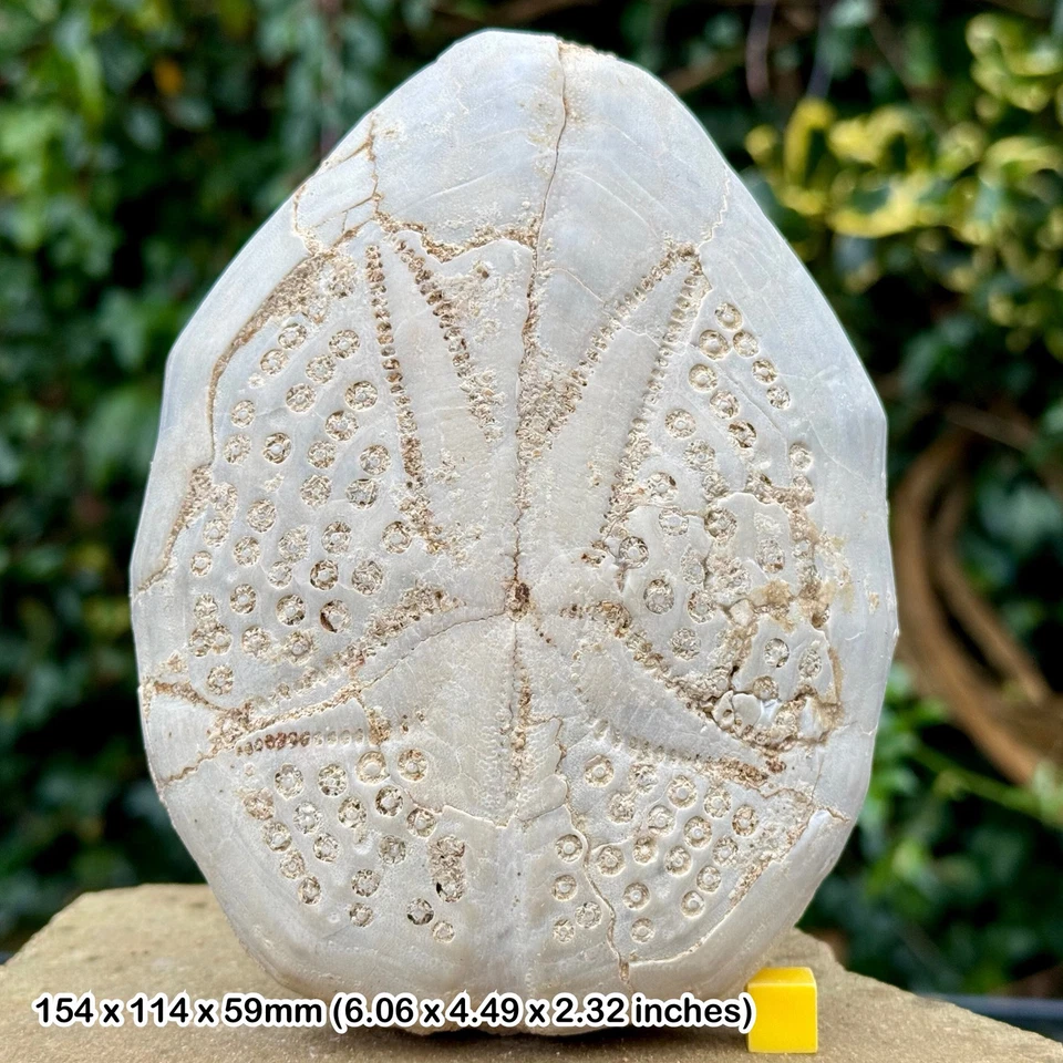 Fósil equinoide gigante genuino (Dendraster), era del Mioceno, Java Occidental, Indonesia - Foto 1 de 1