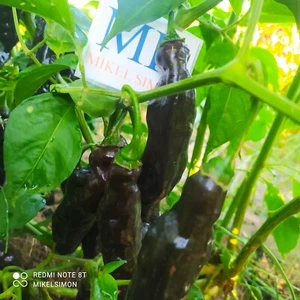 Aji Panca ,10 semillas,Capsicum baccatum  (375) - Picture 1 of 1