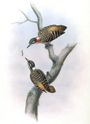 John Gould birds  Framed Print Canvas wall décor Vintage Art painting - Image 1 of 3