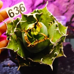 0627---------------Ariocarpus /Astrophytum myriostigma/ - Imagen 1 de 7