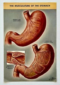 1940 flyer médical vintage musculature de l'estomac chirurgien Frank Netter médecin CIBA