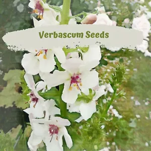 Verbascum White (blattaria) 100 plus Flower Seeds - Picture 1 of 4