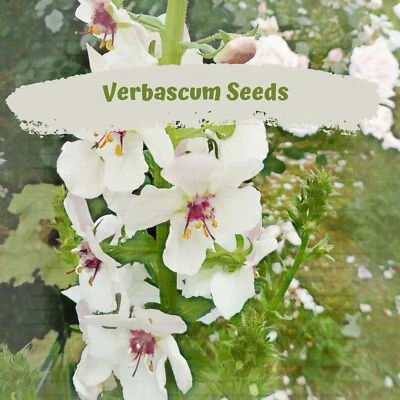 Verbascum White (blattaria) 100 plus Flower Seeds - Image 1 of 4