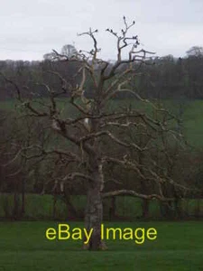 Photo 6x4 Dead tree Buckerell Just a marvellous spooky old tree in the fi c2007 - Picture 1 of 1