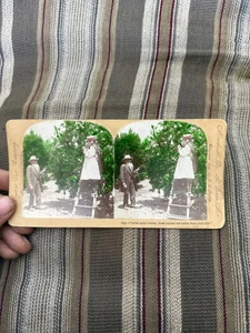 Vintage KEYSTONE Stereoview NEVERMIND DOCTOR ZITRONEN SIND BESSER ALS PILLEN Farbe - Bild 1 von 4