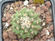 copiapoa cinerascens PV2037