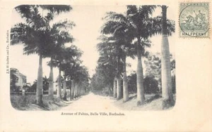 Barbados - BELLE VILLE - Avenue of Palms - Publ. J.R.H. Seifert and Co. - Picture 1 of 2