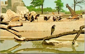 Louisville Zoologischer Garten Kentucky Chrom Postkarte B9 - Bild 1 von 2