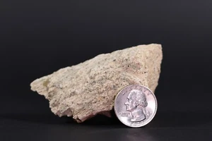 Fossil Dinosaur Triceratops Frill edge superb Helll Creek South Dakota COA 5000 - Picture 1 of 12