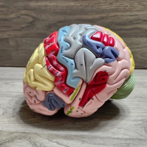 Human Brain Model Anatomy Teaching Brain Model 4-Part Labeled - Picture 1 of 10