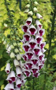 1 GR DI DIGITALIS PURPUREA 'Pam's Choice' CIRCA 10000 SEMI - Bild 1 von 1