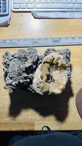 7.5" Mercenaria Permagna Full Clam Fossil Calcite Crystal from Fort Pierce Fla. - Picture 1 of 7