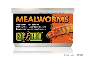 Exo Terra Mealworms (Mehlwürmer) - Bild 1 von 1