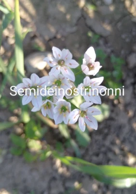 10 BULBILLI  ALLIUM NEAPOLITANUM🌾AGLIO NAPOLITANO🌾2025 AGLIO no semi - Immagine 1 di 2