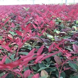 Arbusto Nandina 2L 30-40cm follaje perenne rojo, verde, naranja compacto fácil de cuidar - Imagen 1 de 12