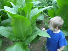Havaña 263 Cigar Tobacco Seeds - 1,000+ Seeds - Cub@n Seed Leaf