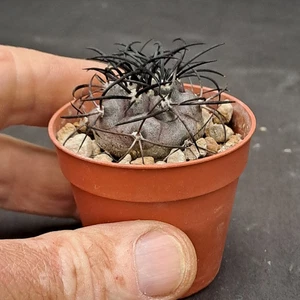 Copiapoa griseoviolacea RAP-743 (H. da Nicholas, Chile) PLANT cod. ebay-P090 - Foto 1 di 12