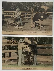 2 Antique Postcards Carte Postale Ostrich Farm Collecting Eggs Nice France 1900 - Picture 1 of 2