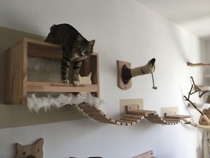 Katzen Catwalk Gunstig Kaufen Ebay