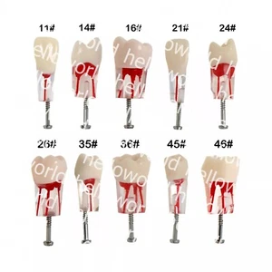 Dental Endo Root Canal Teeth Model Study RCT Practice Typodont Model Fit Nissin - Picture 1 of 66